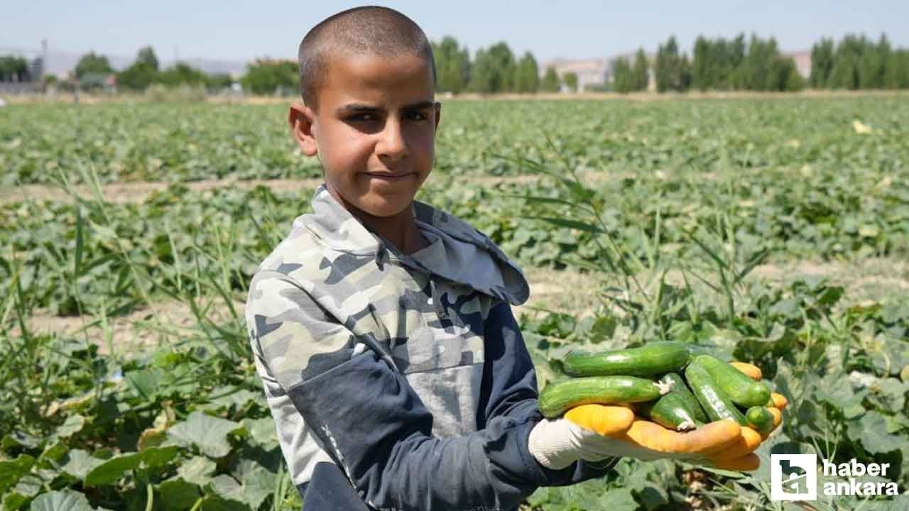 Şimdi tam vakti, damak çatlatan Çubuk turşusu tarifi! Meğer sırrı bu malzemede saklıymış - Resim: 3