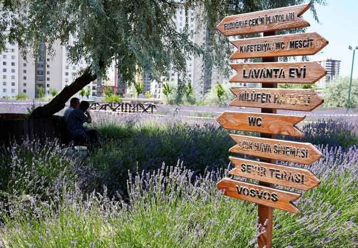 Burada çay kadınlara bedava diğerlerine 2 TL! Ankara'nın mis kokan lavanta ve gül bahçesi - Resim: 2