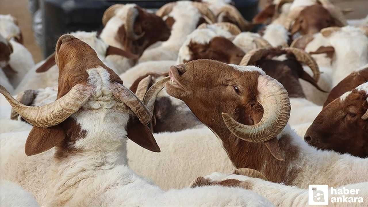 Migros kurbanlık fiyatları 2026 açıklandı! Küçükbaş koyun ve büyükbaş kurban hisse fiyatı - Resim: 3